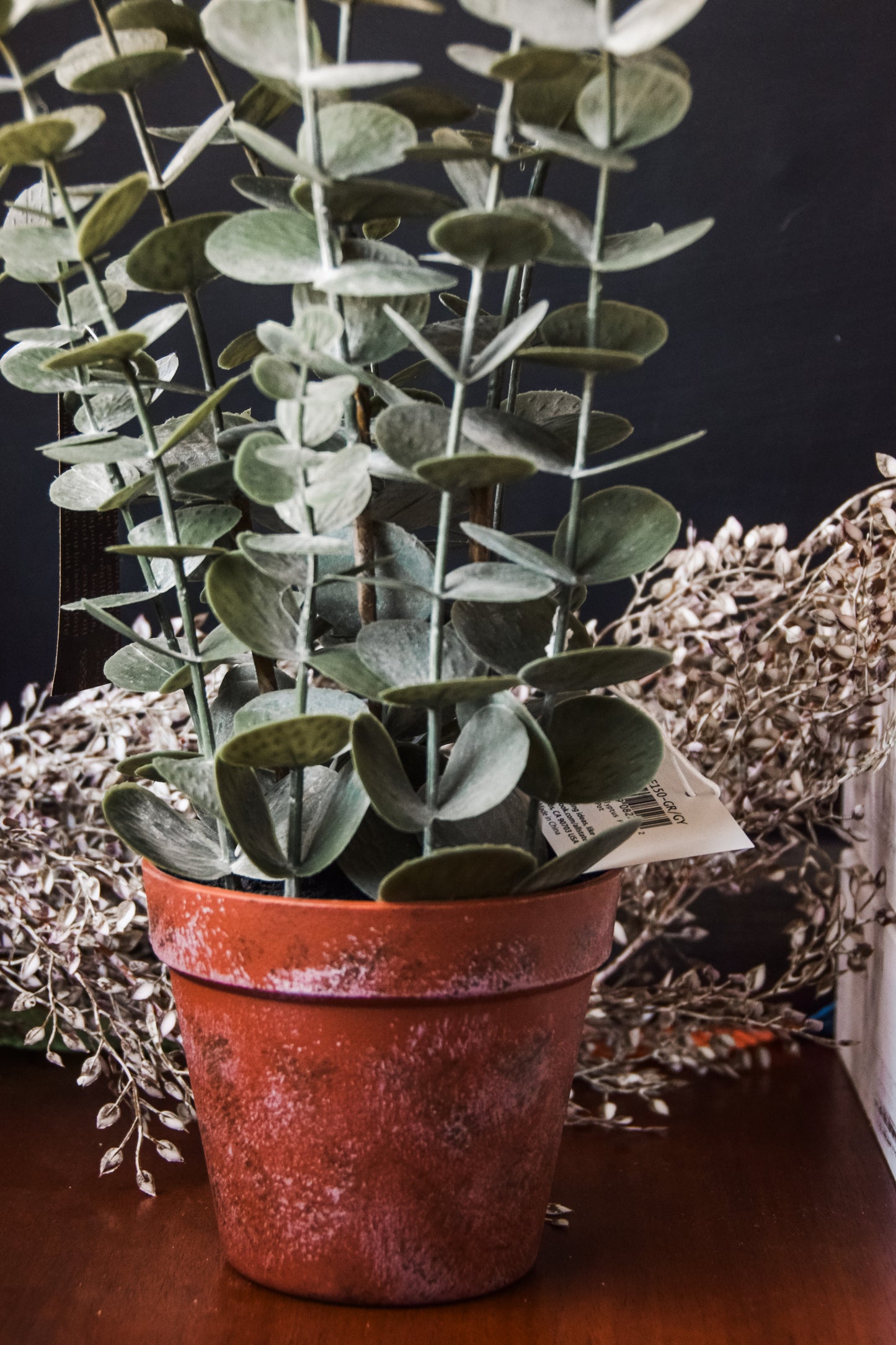 Eucalyptus in Plastic Pot 23" - Flowers in Winter Shop