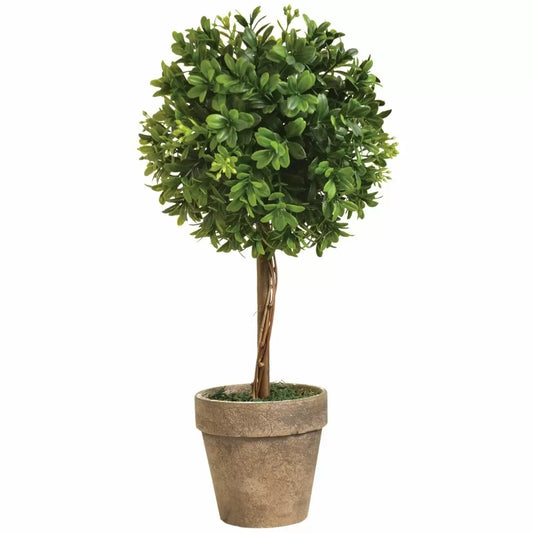 Boxwood Topiary 14" - Flowers in Winter Shop