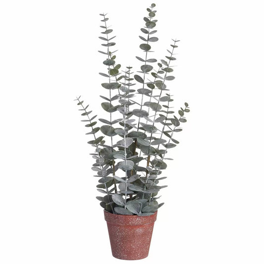Eucalyptus in Plastic Pot 23" - Flowers in Winter Shop